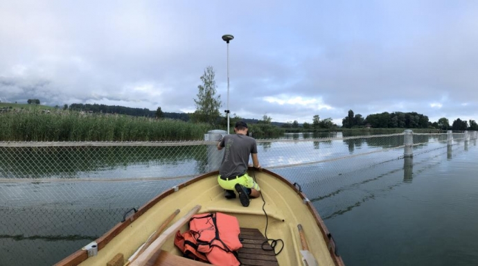 Schilfschutzmassnahmen Thunersee, Naturschutzgebiet Gwattlischenmoos und Weissenau - Bild 2