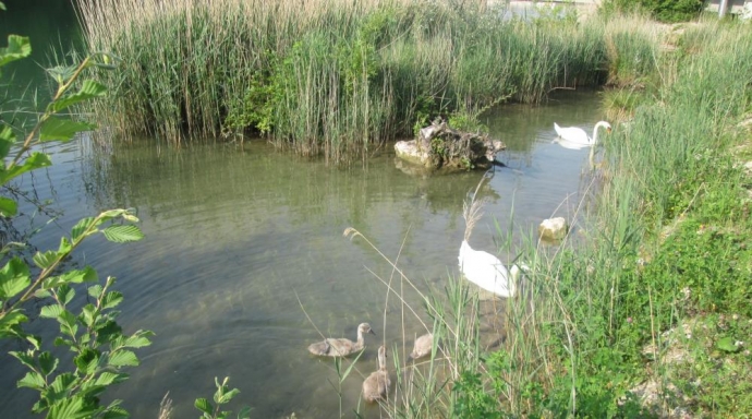 Neugestaltung Uferbereiche Brücke Willihof, Luterbach SO - Bild 2